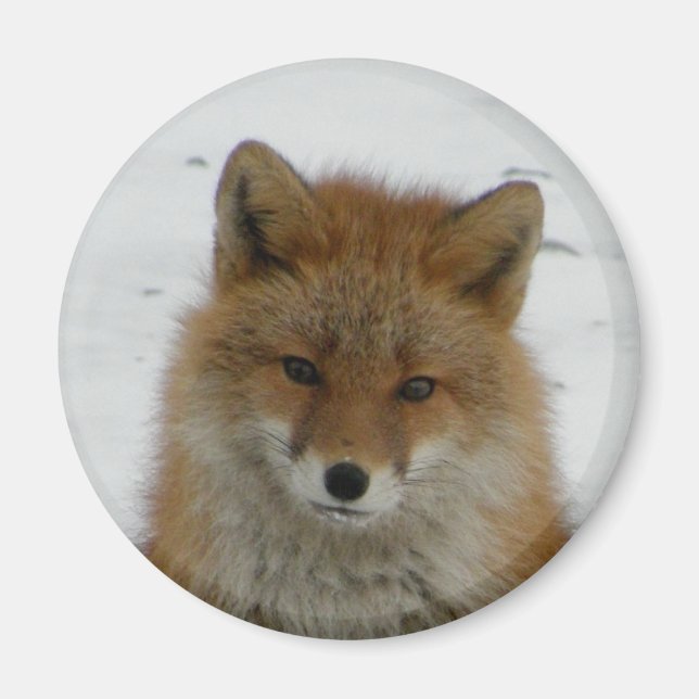 Aleutian Fox Magnet (Framsidan)