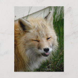 Aleutian Fox med lustigt uttryck Vykort