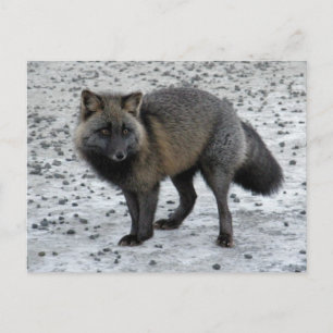 Aleutian Fox på Unalaska Island Vykort