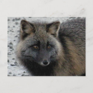 Aleutian Fox på Unalaska Island Vykort