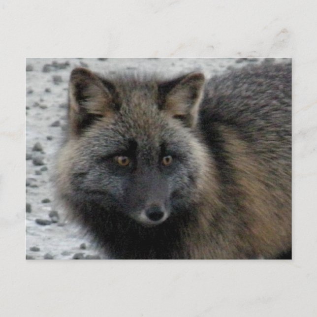 Aleutian Fox på Unalaska Island Vykort (Framsida)