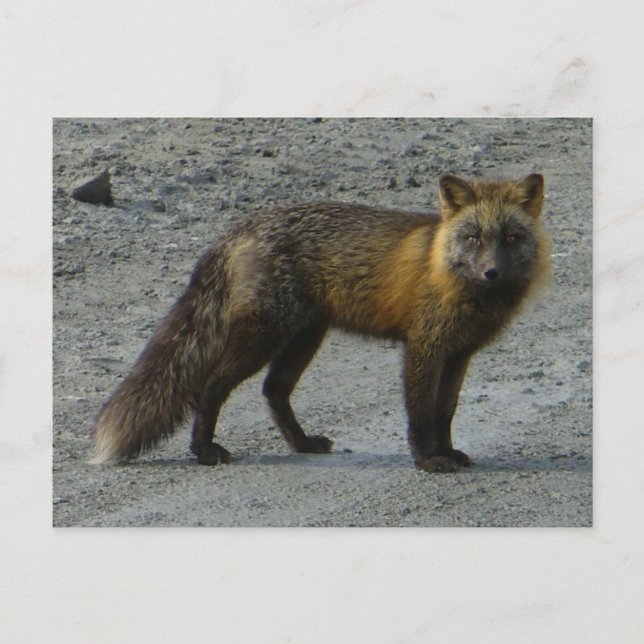 Aleutian Fox på vägen, Unalaska Island Vykort (Framsida)