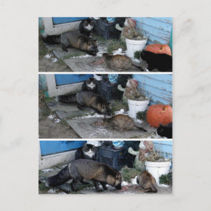 Aleutian Fox Stealing Catfood Vykort