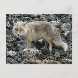 Aleutian Fox, Unalaska Island Vykort