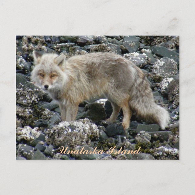 Aleutian Fox, Unalaska Island Vykort (Framsida)