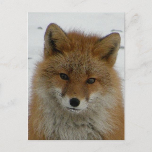 Aleutian Red Fox Vykort (Framsida)