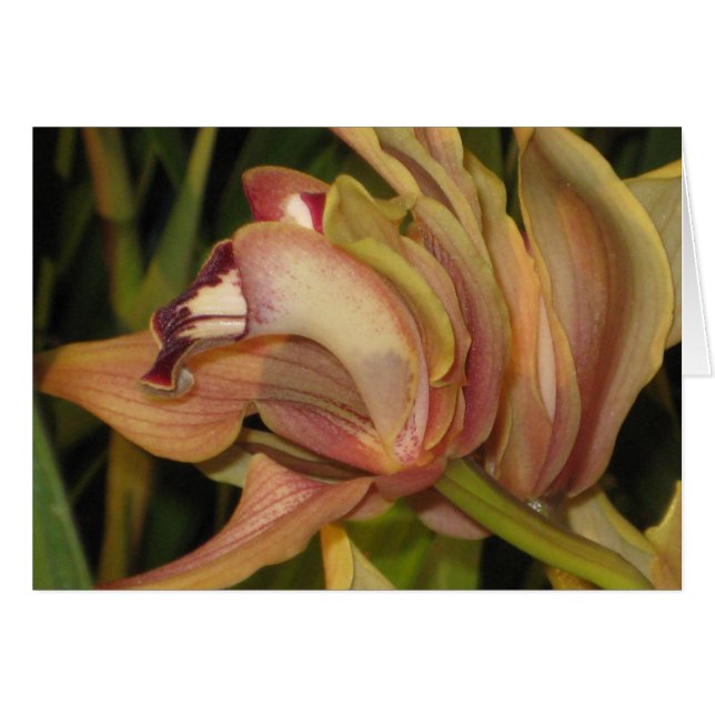 Alexanderi Westonbirt Orchid Profile Blank Card Hälsningskort (Framsidan Horizontal)