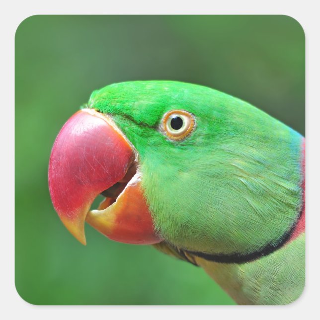 Alexandrine Parakeet Fyrkantigt Klistermärke (Framsida)