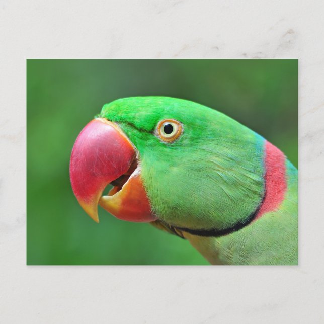 Alexandrine Parakeet Vykort (Framsida)