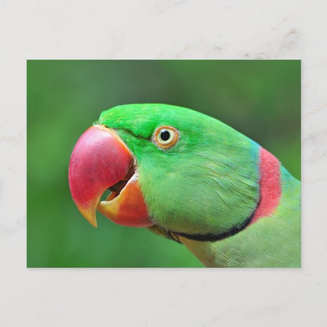 Alexandrine Parakeet Vykort (Framsida)