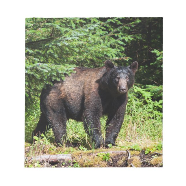 Alfa Black Bear Anteckningsblock (Framsida)