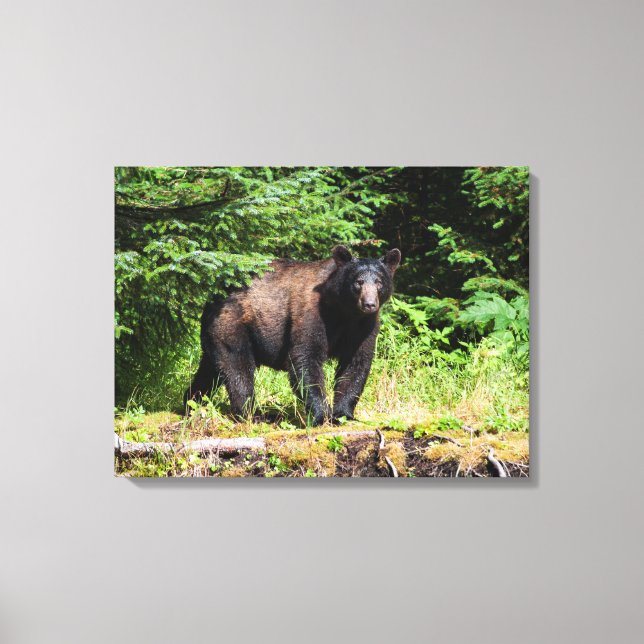 Alfa Black Bear Canvastryck (Framsida)
