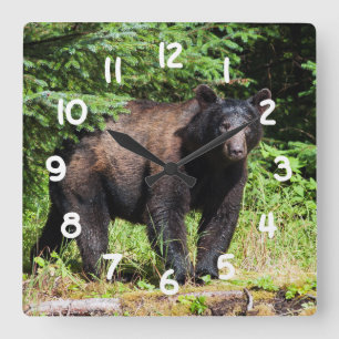 Alfa Black Bear Fyrkantig Klocka