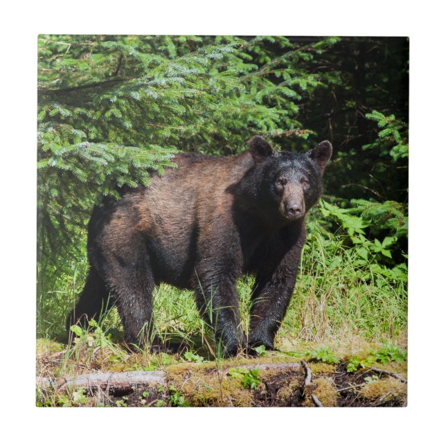 Alfa Black Bear Kakelplatta (Framsidan)