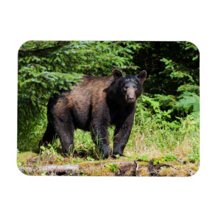 Alfa Black Bear Magnet