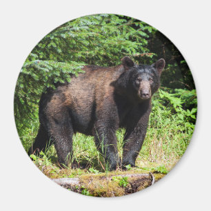 Alfa Black Bear Magnet
