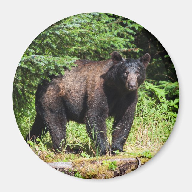Alfa Black Bear Magnet (Framsidan)