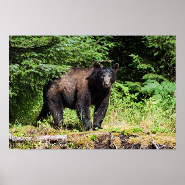 Alfa Black Bear Poster (Framsidan)