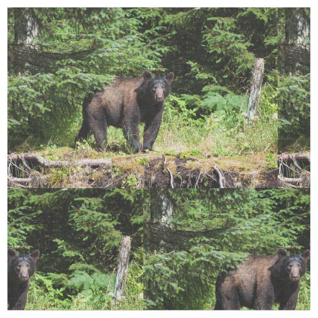 Alfa Black Bear Tyg (Närbild)