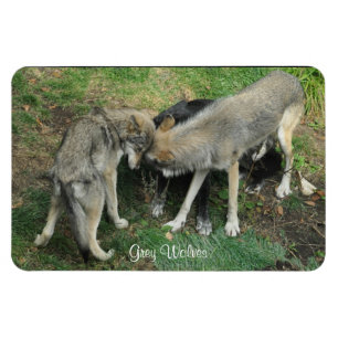 Alfa-hane, kvinnlig Grått-Varg och Valp Wildlife-m Magnet