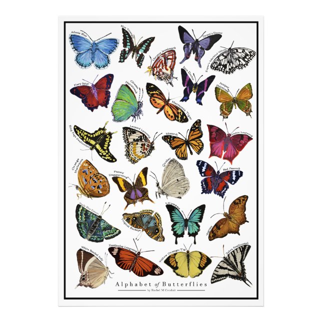 Alfabet av Butterflies Poster (Framsidan)