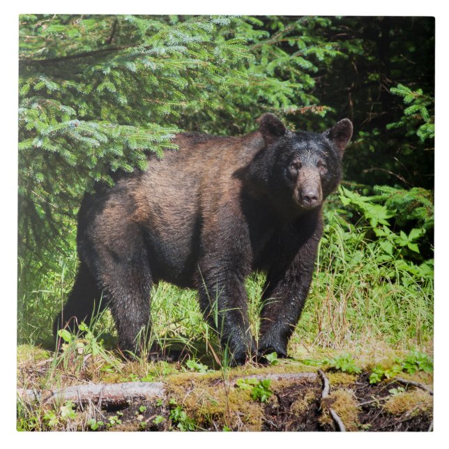Alfabetisksvartbjörn Kakelplatta (Framsidan)