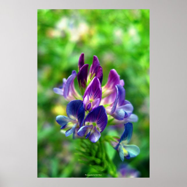 Alfalfa Flowers Poster (Framsidan)