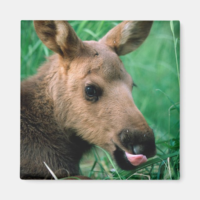 älg, Alces alces, kalv som ligger i gräset, Kenai Magnet (Framsidan)