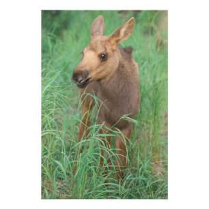 älg, Alces alces, nyfödd kalv står Fototryck