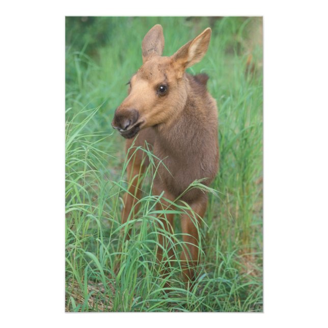 älg, Alces alces, nyfödd kalv står Fototryck (Framsidan)