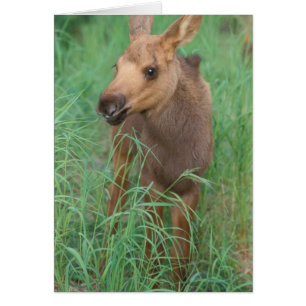 älg, Alces alces, nyfödd kalv står Hälsningskort