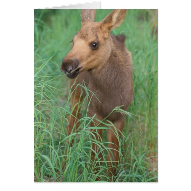 älg, Alces alces, nyfödd kalv står Hälsningskort (Framsidan)