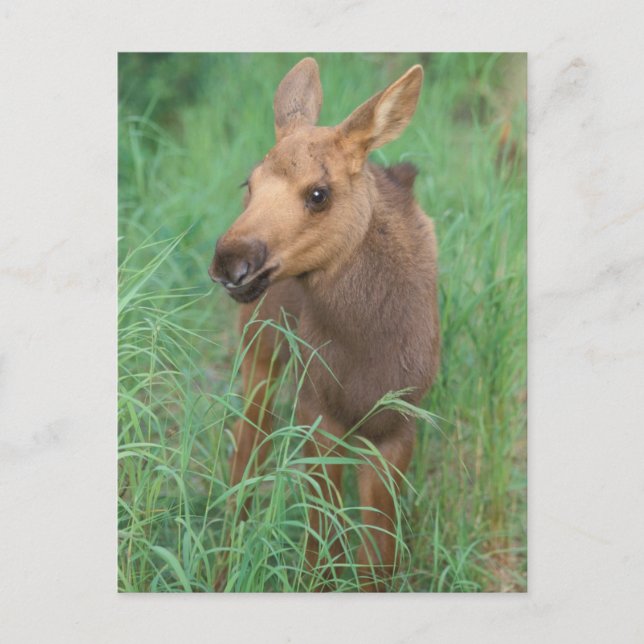 älg, Alces alces, nyfödd kalv står Vykort (Framsida)