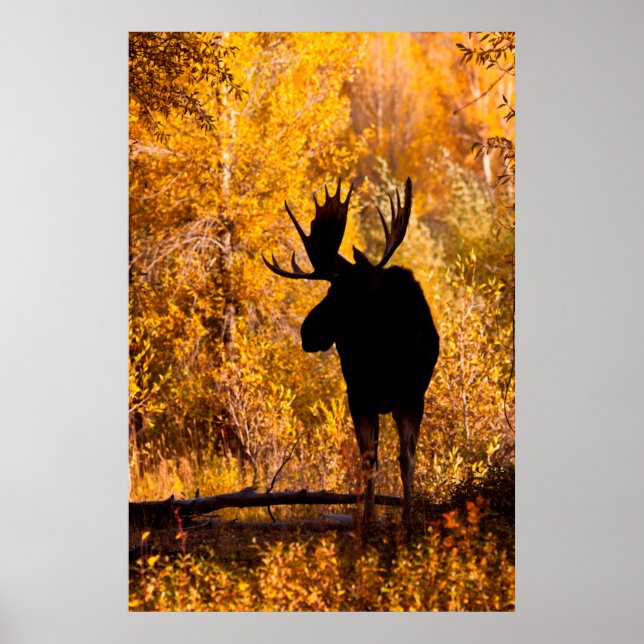 Älg (Alces Alces) Tjur i gyllene videskog 2 Poster (Framsidan)