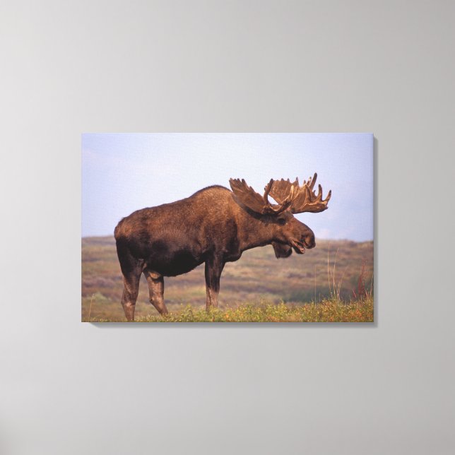 älg, Alces alces, tjur med stora horn Canvastryck (Framsida)