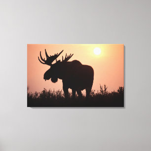 älg, Alces alces, tjur med stora horn, Canvastryck