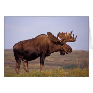 älg, Alces alces, tjur med stora horn Hälsningskort