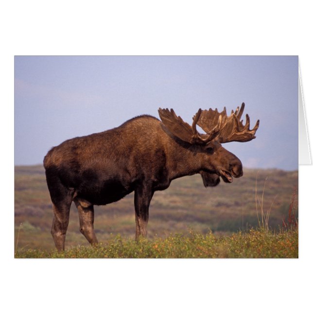 älg, Alces alces, tjur med stora horn Hälsningskort (Framsidan Horizontal)