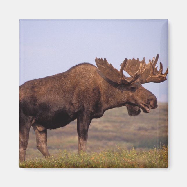 älg, Alces alces, tjur med stora horn Magnet (Framsidan)