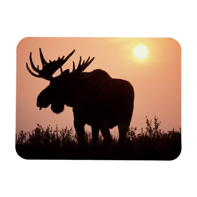 älg, Alces alces, tjur med stora horn, Magnet (Horisontell)