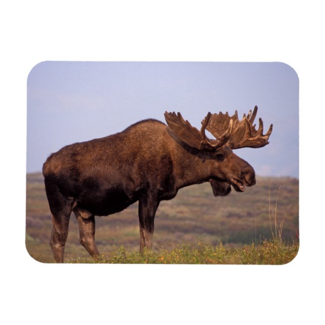 älg, Alces alces, tjur med stora horn Magnet (Horisontell)