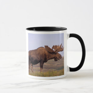 älg, Alces alces, tjur med stora horn Mugg
