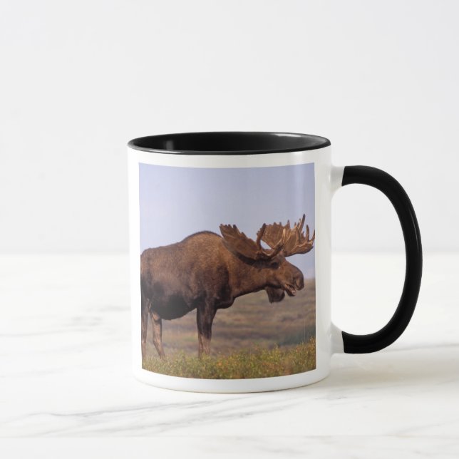 älg, Alces alces, tjur med stora horn Mugg (Höger)