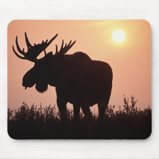 älg, Alces alces, tjur med stora horn, Musmatta (Framsidan)