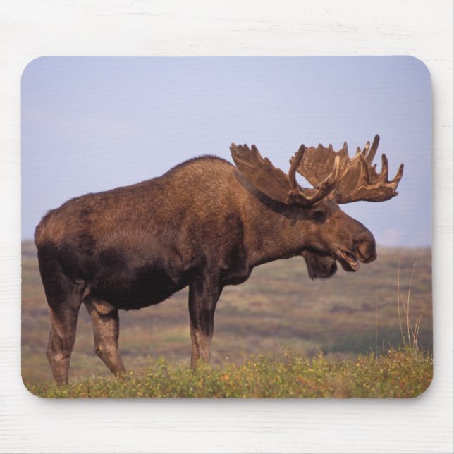 älg, Alces alces, tjur med stora horn Musmatta (Framsidan)