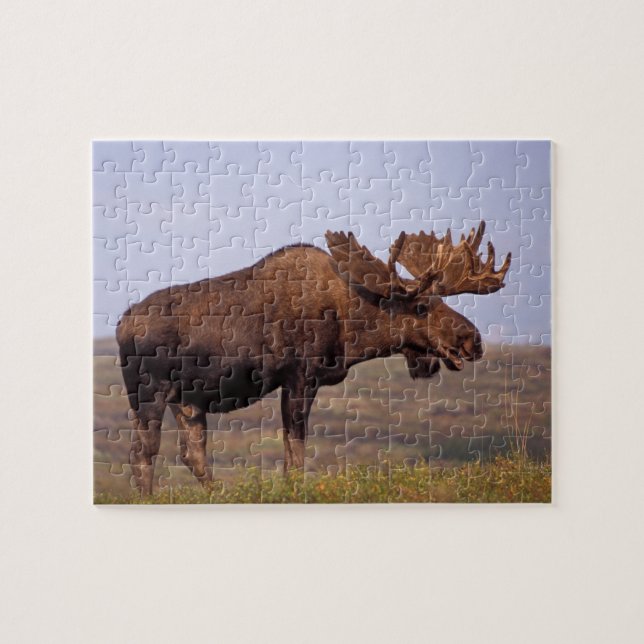 älg, Alces alces, tjur med stora horn Pussel (Horisontell)