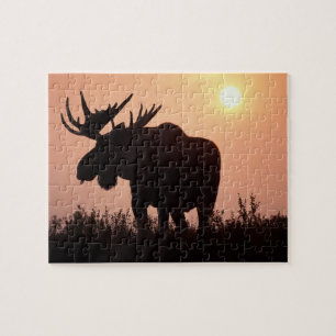 älg, Alces alces, tjur med stora horn, Pussel