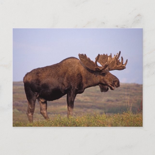 älg, Alces alces, tjur med stora horn Vykort (Framsida)