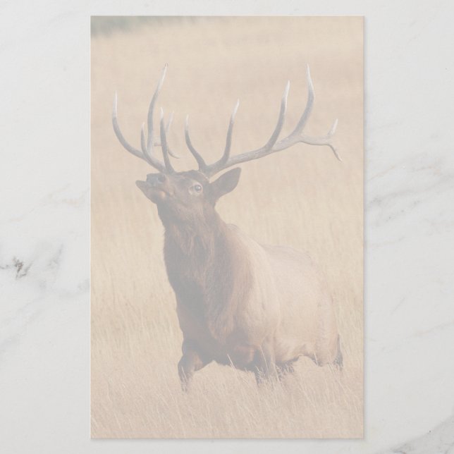 älg brevpapper (Framsida)