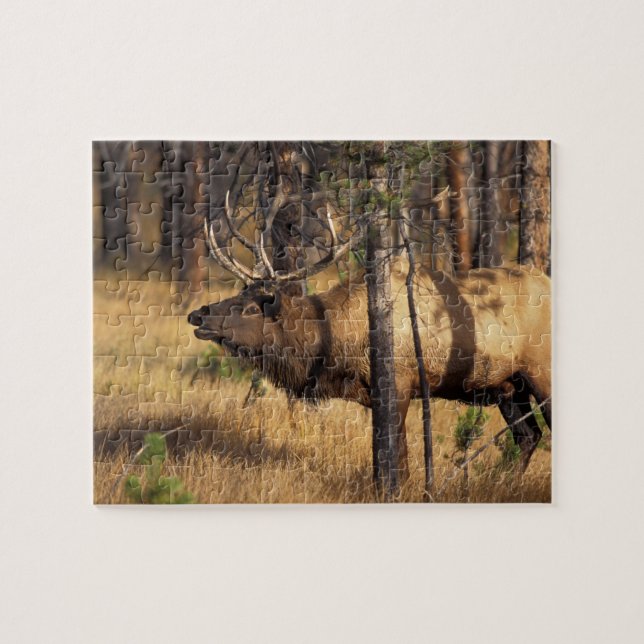 älg, Cervus elaphus, tjur brölar i en utbränd Pussel (Horisontell)